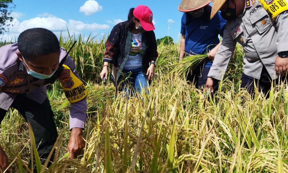 Bhabinkamtibmas Bersama Kelompok Tani di Kupang Panen Hasil Pertanian
