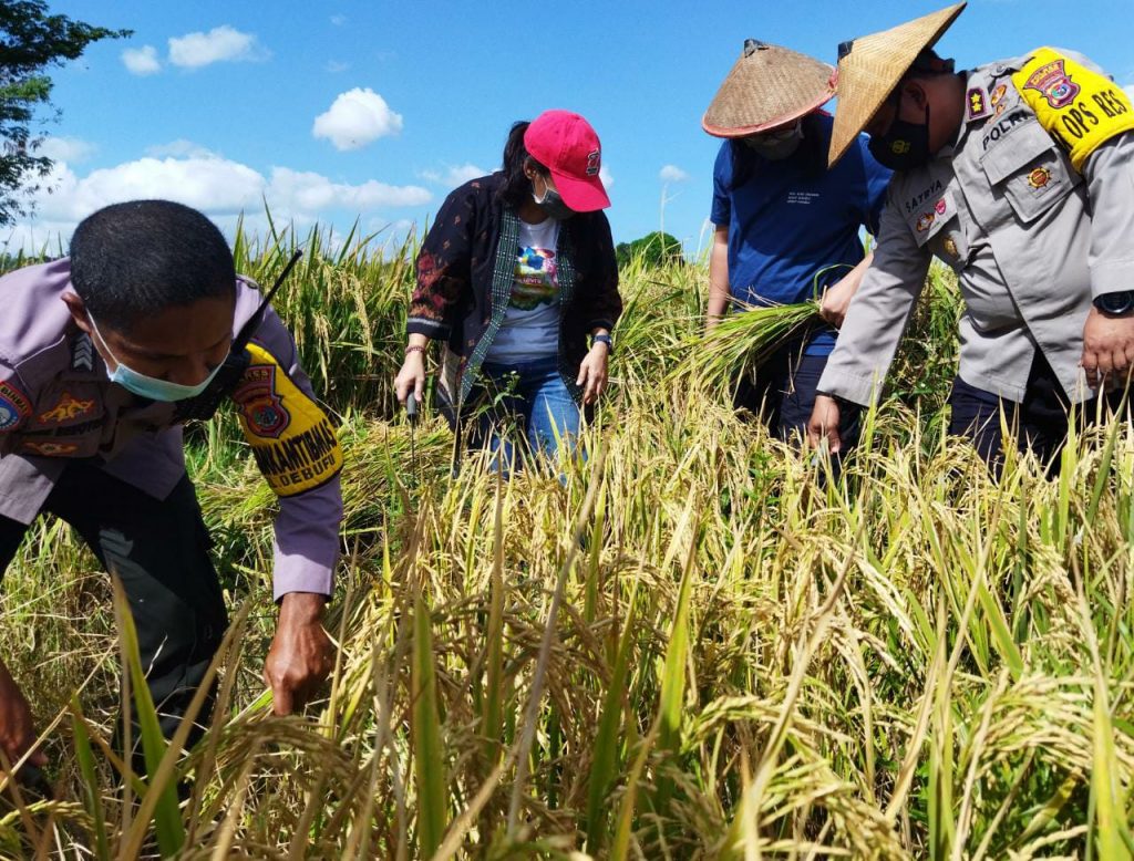 Bhabinkamtibmas Bersama Kelompok Tani di Kupang Panen Hasil Pertanian