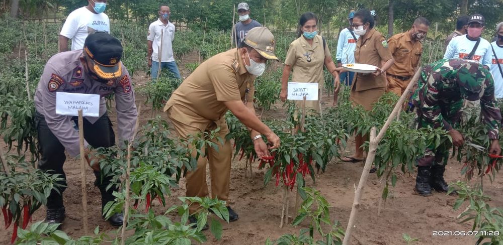 Program Kampung Tangguh, Polsek Wewiku-Polres Malaka Panen Perdana Cabai Besar