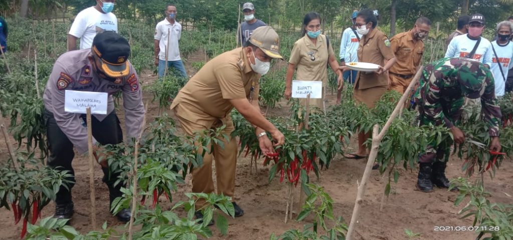 Program Kampung Tangguh, Polsek Wewiku-Polres Malaka Panen Perdana Cabai Besar