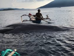 Seekor Paus Mati Mengambang di Perairan Alor, Sudah Dievakuasi