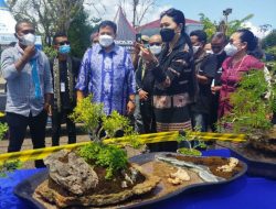 Dekranasda NTT Gandeng Koboi Kupang Pamerkan 1.000 Tanaman Bonsai