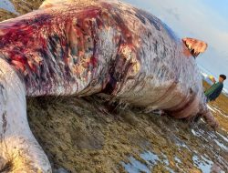 Seekor Paus Sperma Ditemukan Mati Terdampar di Pantai Wadumaddi Sabu Raijua