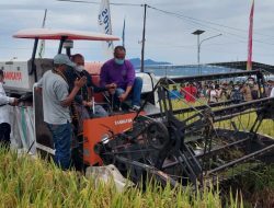 Gubernur Panen Padi di Persawahan Lembor