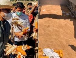Perdana, Program TJPS di SBD Sukses Kirim 1000 Ton Jagung ke Surabaya, Petani Didukung Bank NTT