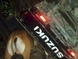 Mobil Pikap Terbalik di Kupang, 1 Penumpang Tewas, 8 Selamat, Ada 2 Balita