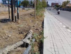 Gagalnya Program Kupang Hijau, Menyisakan Kayu Kering, APH Harus Telusuri