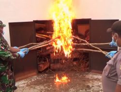 Balai Karantina Kupang Musnahkan 500Kg Daging Celeng Asal Sultra