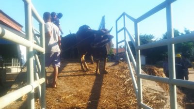 Jelang Ramadan, Balai Karantina Kupang Kirim 550 Ekor Sapi ke Jakarta
