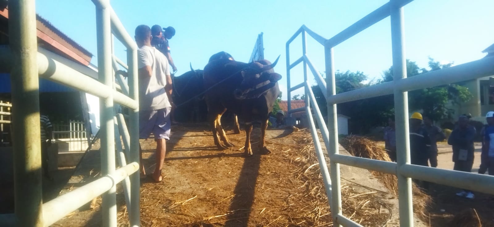 Jelang Ramadan, Balai Karantina Kupang Kirim 550 Ekor Sapi ke Jakarta