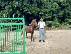 SALUT! Takut Terlambat, Siswa di Rote ke Sekolah dengan Menunggang Kuda