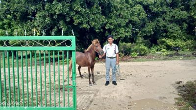 SALUT! Takut Terlambat, Siswa di Rote ke Sekolah dengan Menunggang Kuda