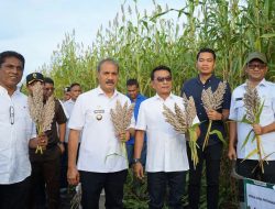Antisipasi Krisis Pangan, Moeldoko Kembangkan Sorgum di NTT