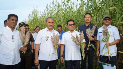 Antisipasi Krisis Pangan, Moeldoko Kembangkan Sorgum di NTT