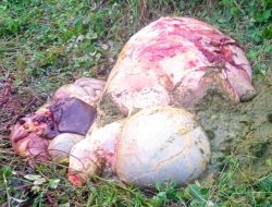 Pencuri Sapi Beraksi di Kabupaten Kupang, Hanya Tinggalkan Isi Perut