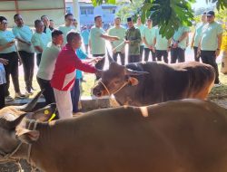 Wakajagung RI Serahkan 13 Sapi Kurban untuk 9 Masjid di Kupang