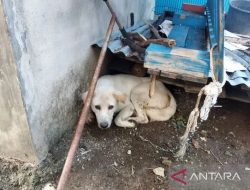 Seorang Bocah 7 Tahun di NTT Meninggal Dunia Digigit Anjing Rabies