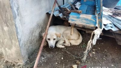 Seorang Bocah 7 Tahun di NTT Meninggal Dunia Digigit Anjing Rabies