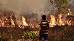 WASPADA! BMKG Prediksi Wilayah NTT Berpotensi Angin Kencang dan Kebakaran Hutan