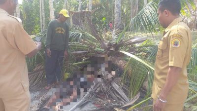 Tragedi Tewasnya Siswa SMA di Kupang Akibat Tertimpa Pohon Kelapa