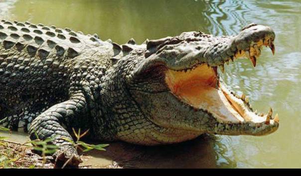 Warga Kupang Barat Kembali Diterkam Buaya, Korban Terluka Parah hingga Jalani Operasi