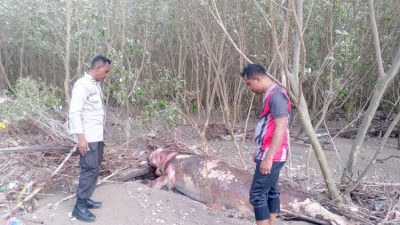 Geger! Dugong Langka Terdampar di Pantai Panmuti – Kabupaten Kupang, Warga Heboh