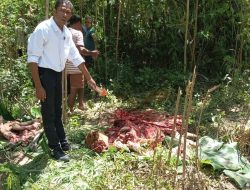 Tragis! Sapi Dicuri dan Dipotong di Dekat Polres Kupang, Pelaku Masih Misterius