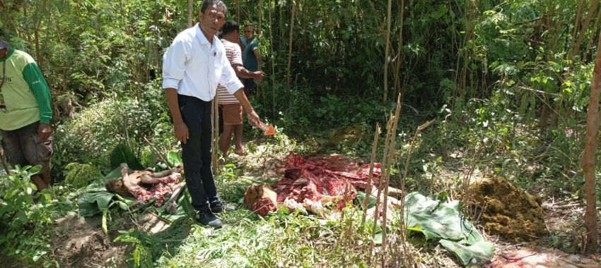 Tragis! Sapi Dicuri dan Dipotong di Dekat Polres Kupang, Pelaku Masih Misterius