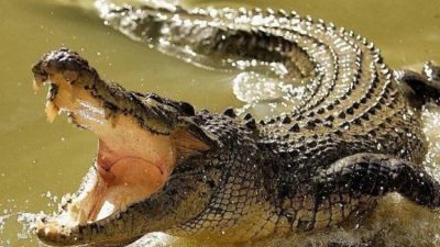 Teror Buaya di Kupang, 60 Serangan dalam 6 Tahun, 31 Korban Meninggal, 29 Luka Berat hingga Cacat Permanen