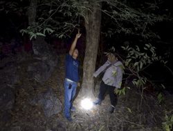 Kakek 71 Tahun di Kupang Meninggal Tragis, Terjatuh Saat Memetik Asam di Kebun