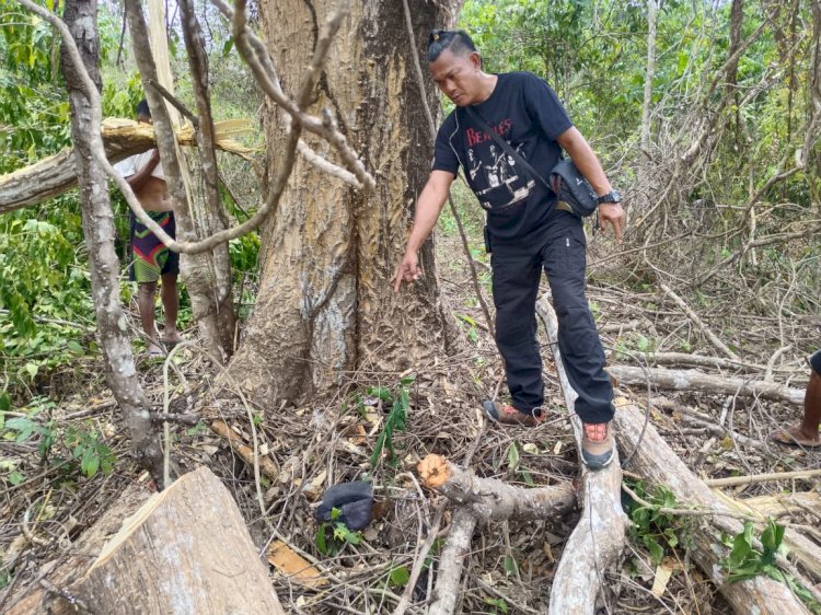 Pohon Deras Renggut Nyawa Petani di Amfoang Barat Laut