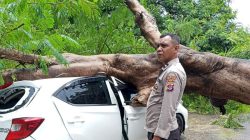 Pohon Tumbang Hantam Mobil Berisi Satu Keluarga di Kupang