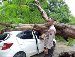 Pohon Tumbang Hantam Mobil Berisi Satu Keluarga di Kupang