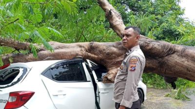 Pohon Tumbang Hantam Mobil Berisi Satu Keluarga di Kupang