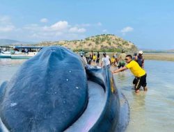 Paus Biru 20,5 Meter Terdampar di Riung, Tim Gabungan Berhasil Selamatkan hingga ke Laut Lepas